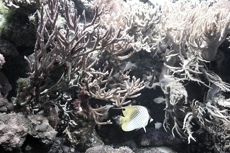 Meereszentrum Fehmarn - Meerwasseraquarium Korallenriff Haifischanlage